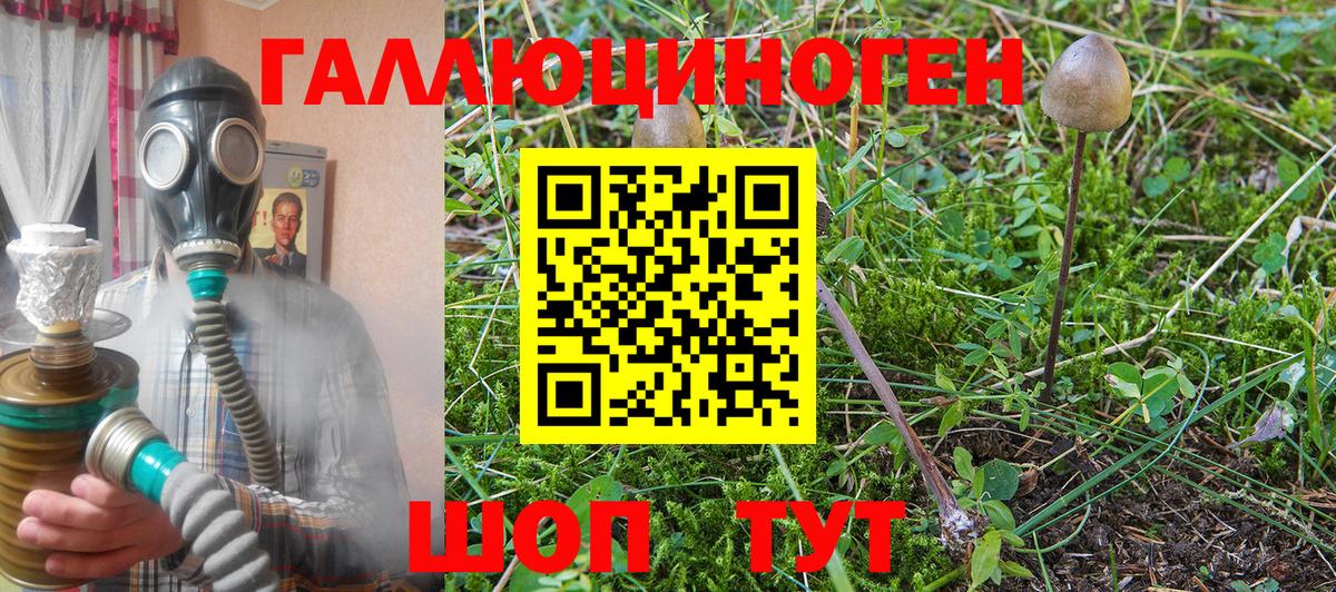 Славгород  купить закладку  Вход с VPN  Псилоцибиновые грибы GOLDEN TEACHER 