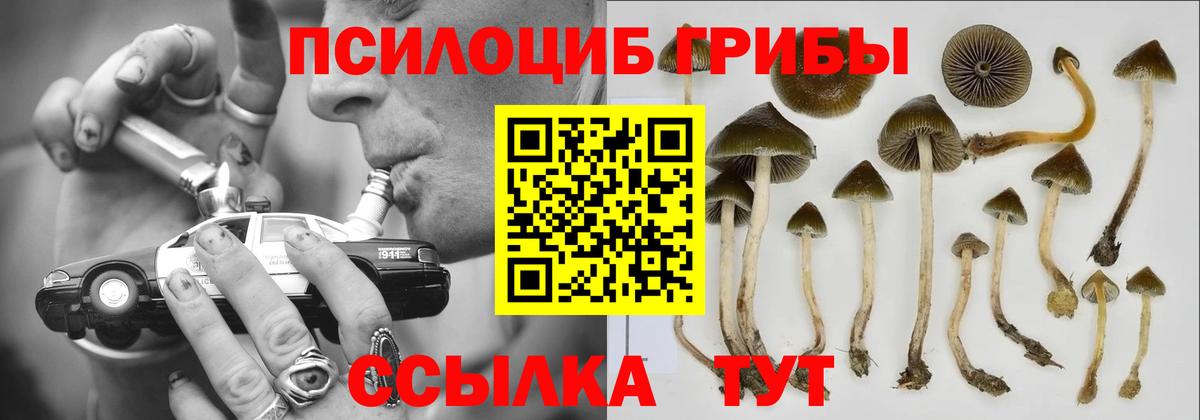 Псилоцибиновые грибы Cubensis Славгород